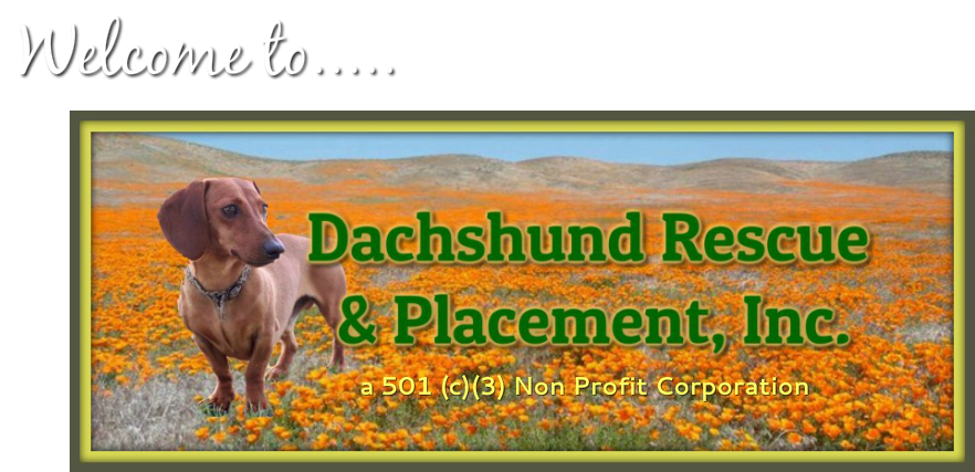 Dachshund Rescue and Placement, Inc. - So CA