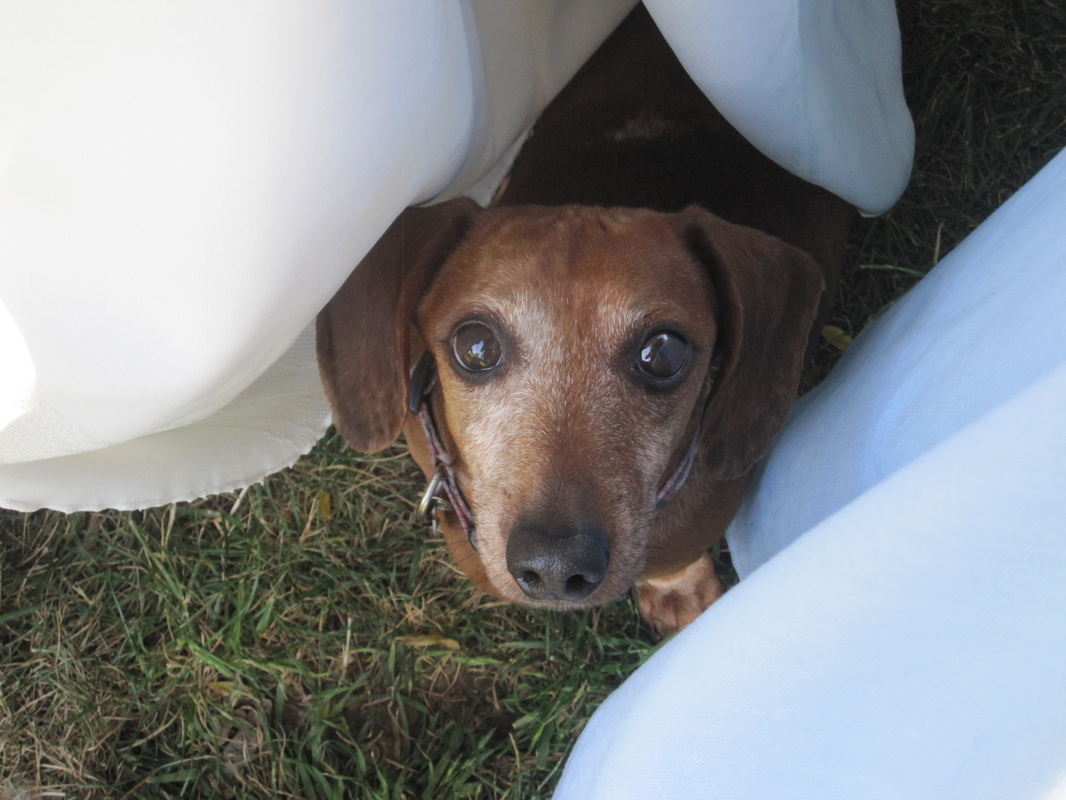 Adopted - Dachshund Rescue and Placement, Inc. - So CA